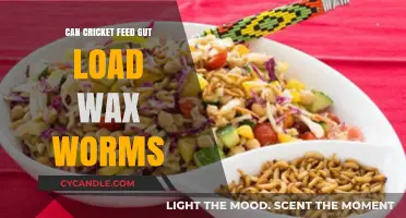 Can Wax Worms Be a Gut Load for Crickets? Exploring Feasibility