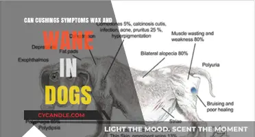 Understanding Cushing's Disease in Dogs: Symptoms and Management