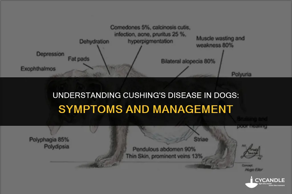 can cushings symptoms wax and wane in dogs