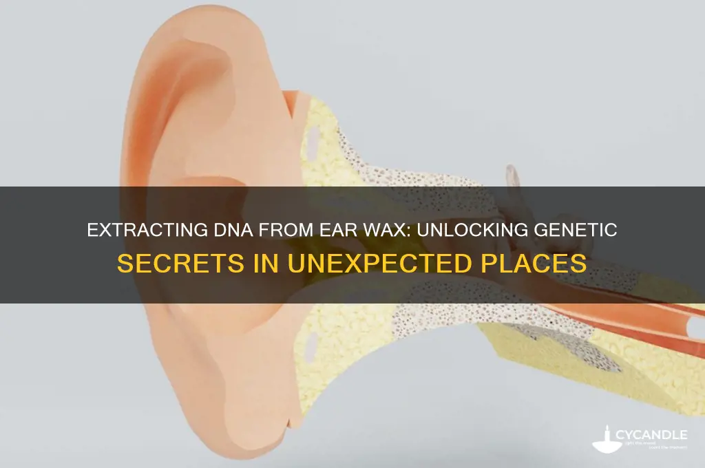 can dna be extracted from ear wax