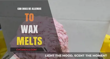 Can Dogs Be Allergic to Wax Melts? Pet Safety Tips