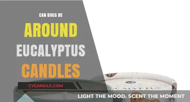 Are Eucalyptus Candles Safe for Dogs? What Pet Owners Should Know