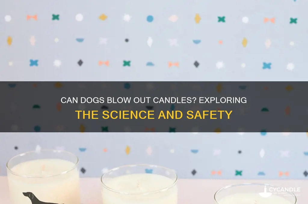can dogs blow out candles