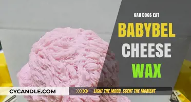 Can Dogs Safely Eat Babybel Cheese Wax? Expert Insights Revealed