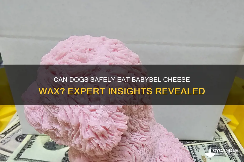 can dogs eat babybel cheese wax