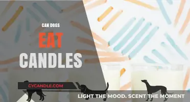 Can Dogs Eat Candles? Understanding the Risks and Safe Alternatives