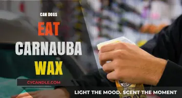 Can Dogs Eat Carnauba Wax? A Comprehensive Guide for Pet Owners