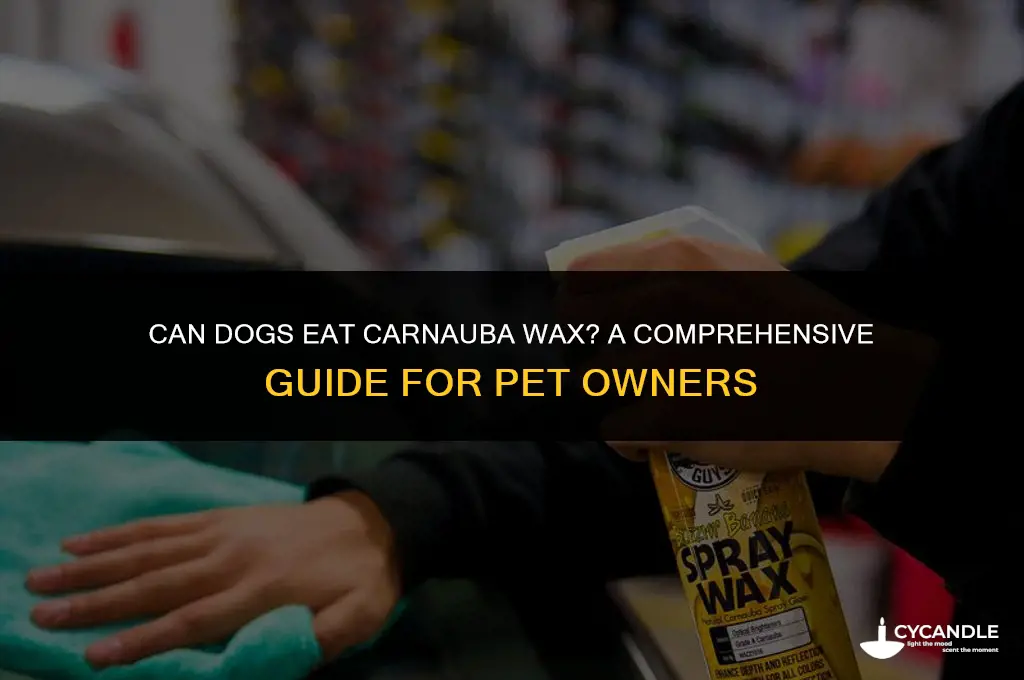 can dogs eat carnauba wax