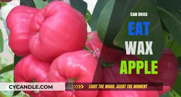 Can Dogs Eat Wax Apples? Safety Tips for Pet Owners