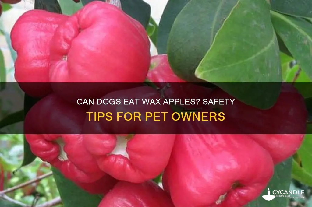 can dogs eat wax apple
