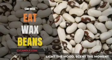 Can Dogs Eat Wax Beans? A Comprehensive Guide for Pet Owners