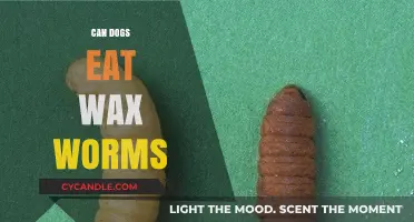 Can Dogs Eat Wax Worms? A Complete Guide for Pet Owners