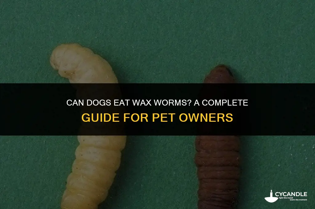 can dogs eat wax worms