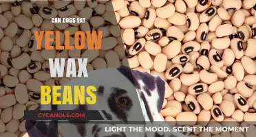 Can Dogs Safely Eat Yellow Wax Beans? A Complete Guide