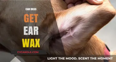 Can Dogs Get Ear Wax? Understanding Canine Ear Health and Care