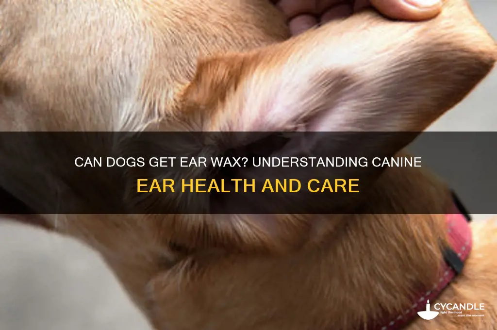 can dogs get ear wax