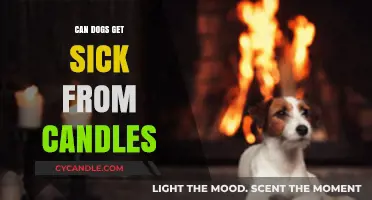 Can Candles Harm Dogs? Understanding Pet Safety and Aromatherapy
