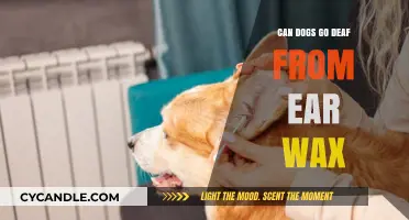 Can Ear Wax Cause Deafness in Dogs? Facts and Prevention Tips