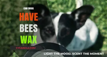 Can Dogs Safely Consume Beeswax? Risks and Benefits Explained
