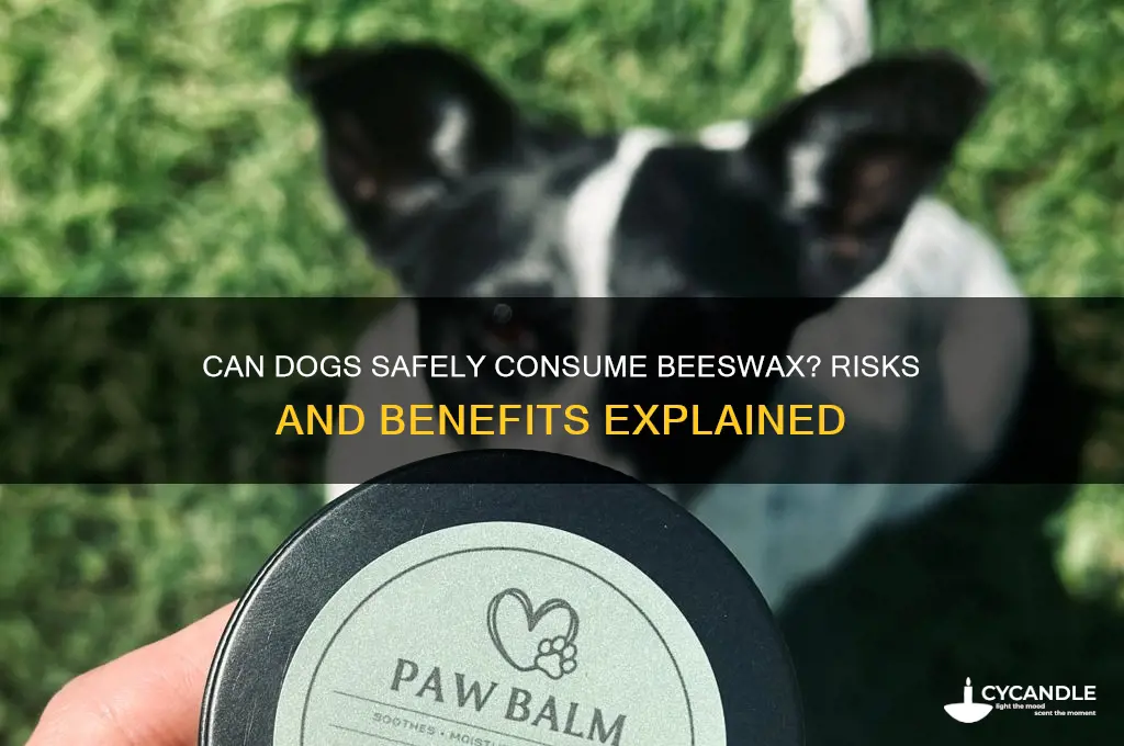 can dogs have bees wax