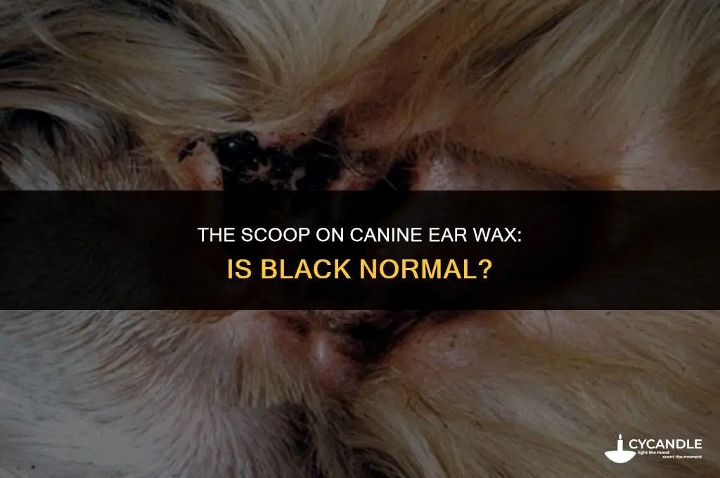 can dogs have black ear wax