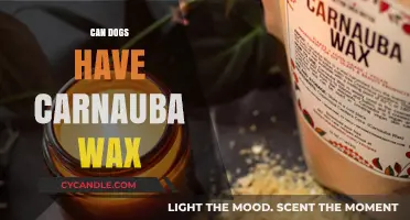 Is Carnauba Wax Safe for Dogs? What Pet Owners Need to Know