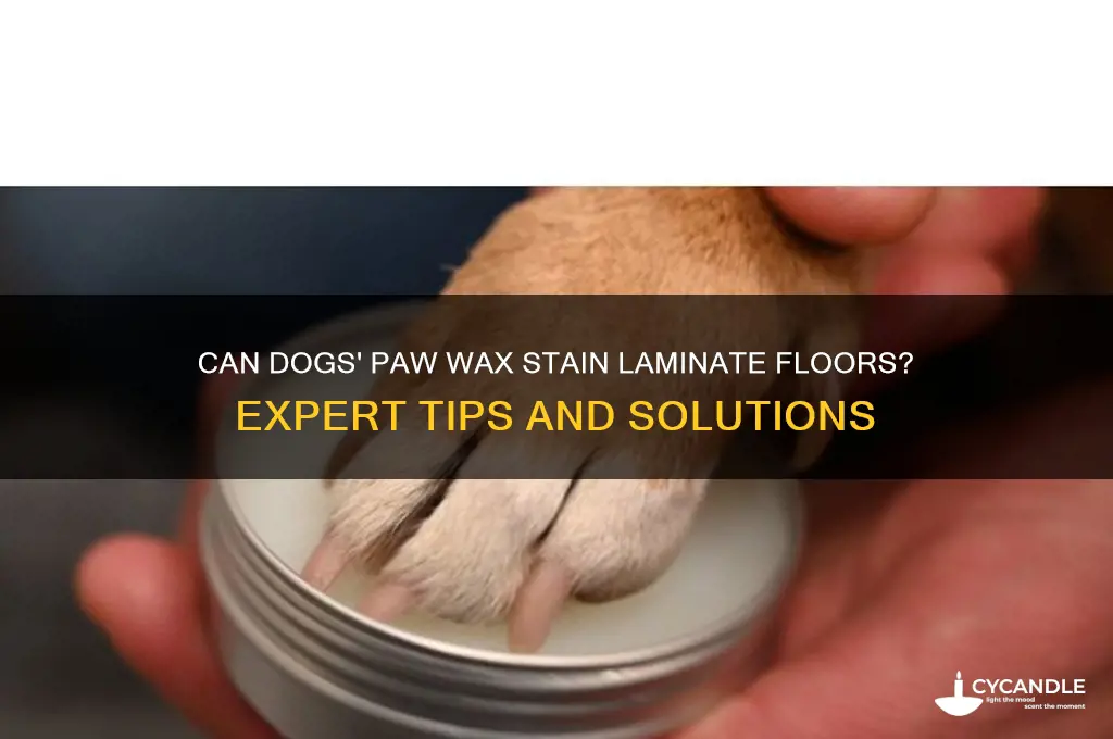 can dogs have wax on paws that stains laminate flooring