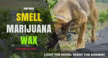 Can Dogs Detect Marijuana Wax? A Comprehensive Guide for Pet Owners