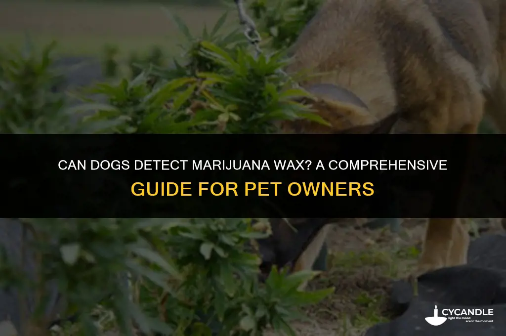 can dogs smell marijuana wax