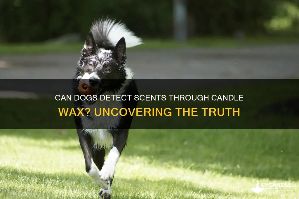 can dogs smell through candle wax