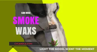 Can Dogs Smoke Wax? Understanding the Risks and Dangers
