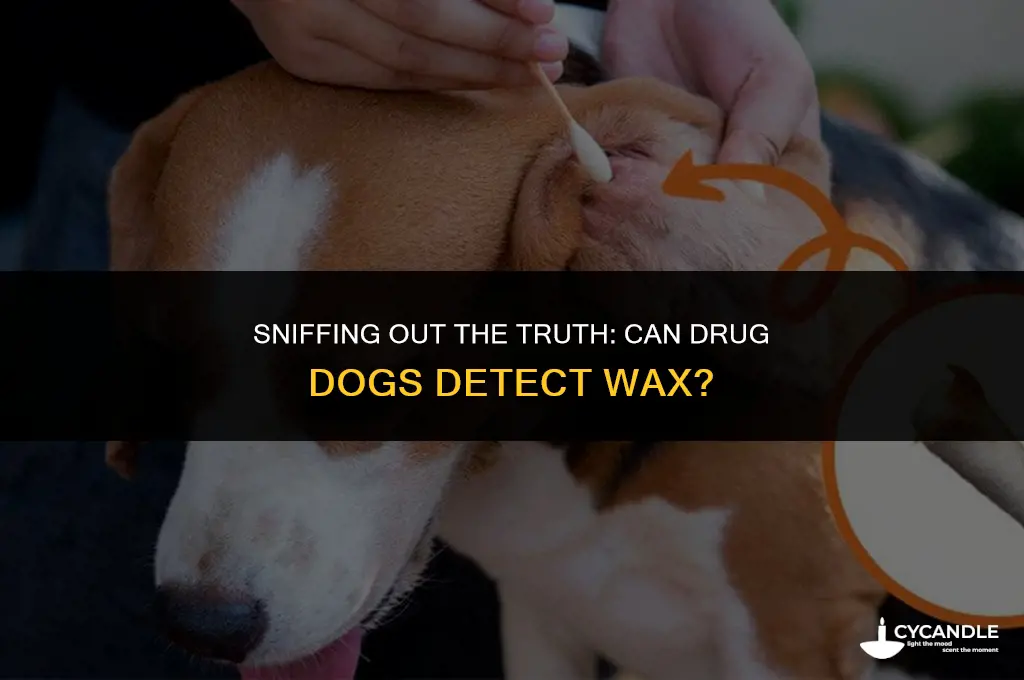 can drug dogs alert on wax