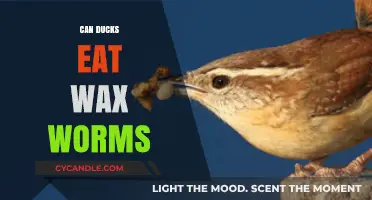 Can Ducks Eat Wax Worms? A Safe Feeding Guide