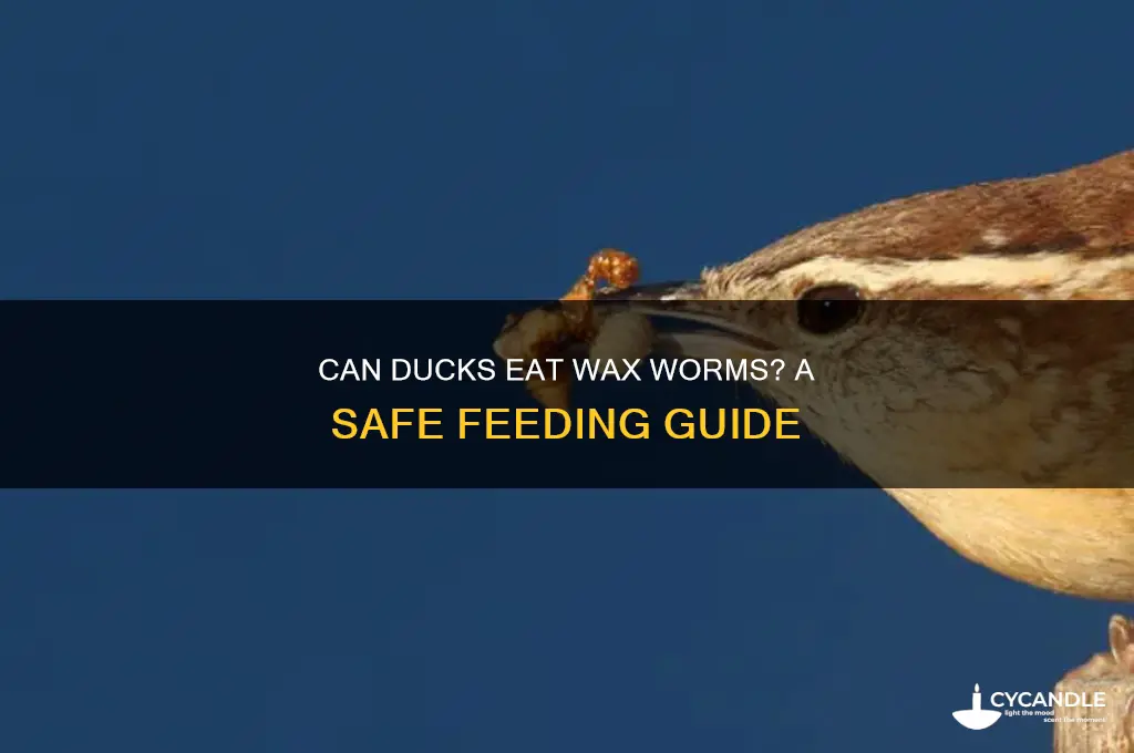 can ducks eat wax worms