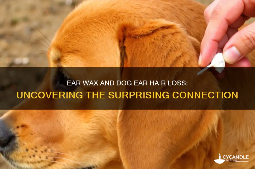 can ear wax cause hair loss on dogs ear