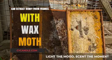 Extracting Honey from Wax Moth-Infested Frames: Tips and Techniques
