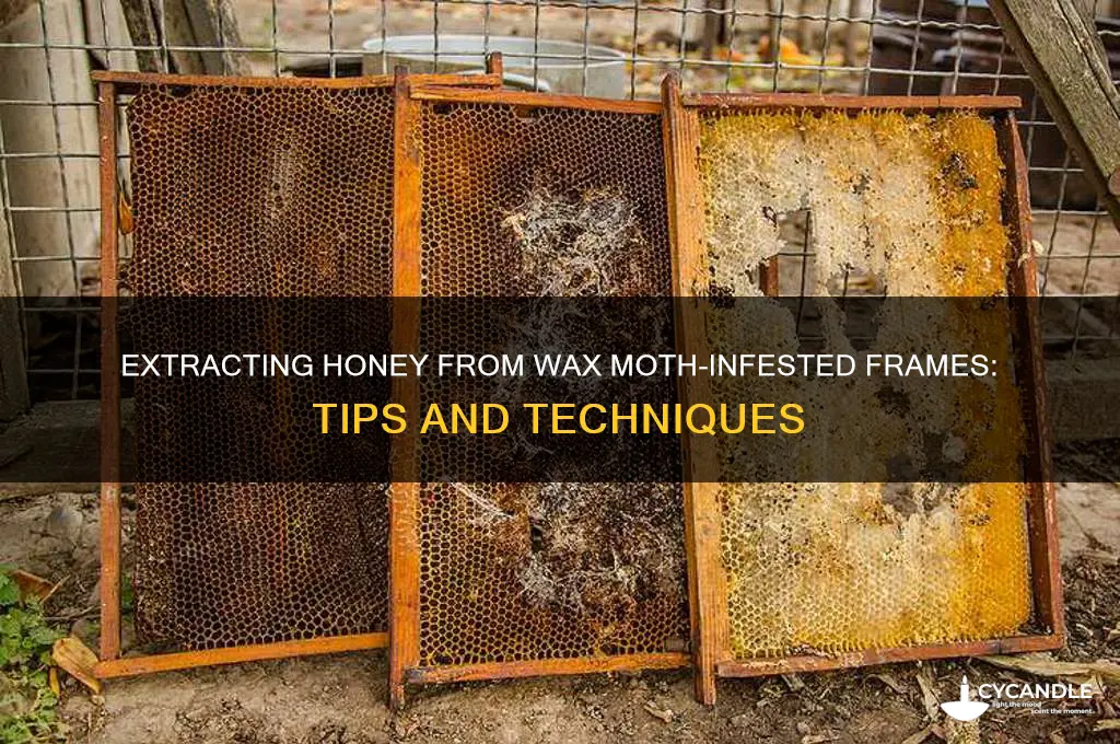 can extract honey from frames with wax moth