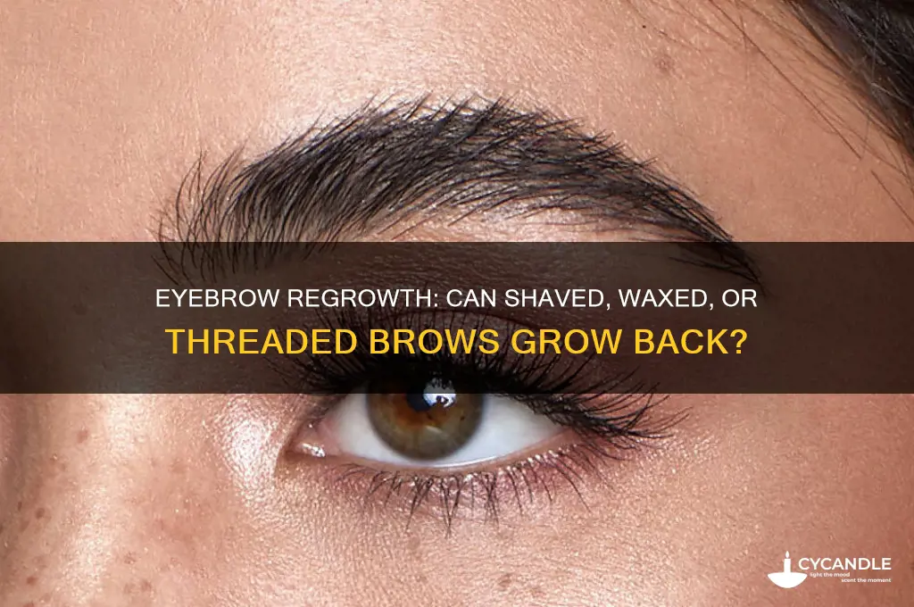 can eyebrows grow back after shaving waxing or threading