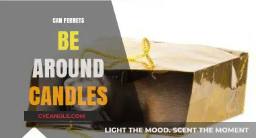 Ferrets and Candles: Safe Practices for a Cozy Ferret Home