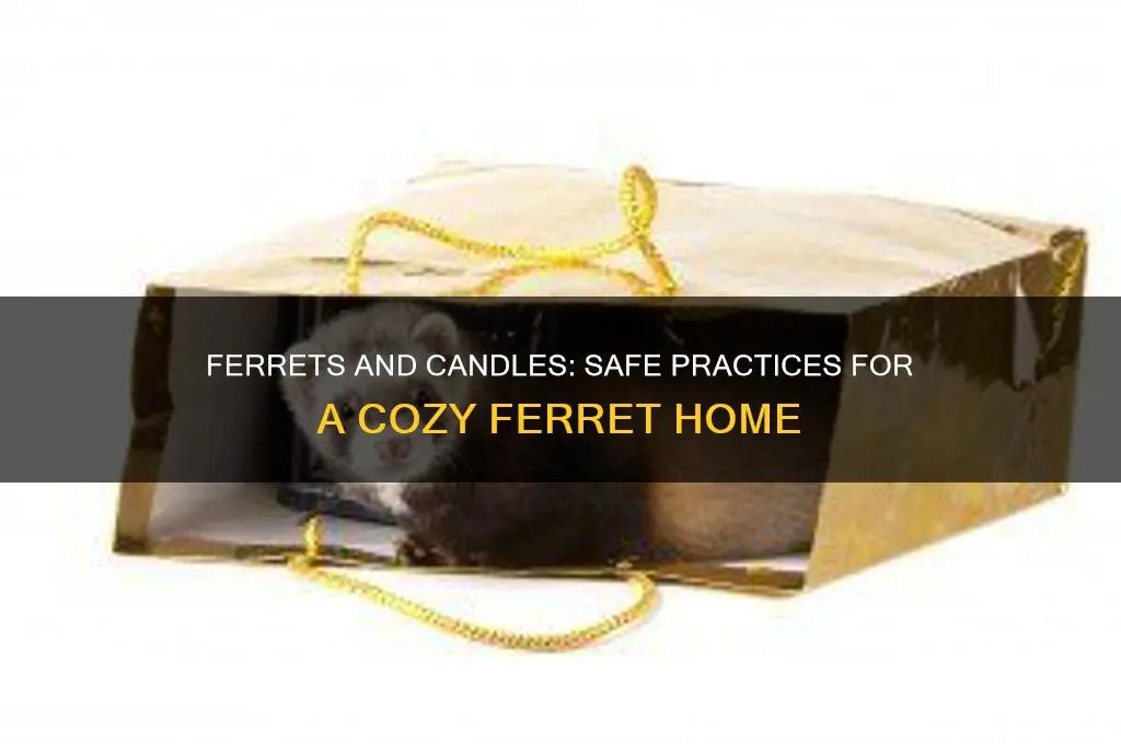 can ferrets be around candles