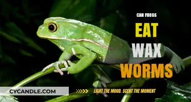 Can Frogs Safely Eat Wax Worms? A Complete Dietary Guide