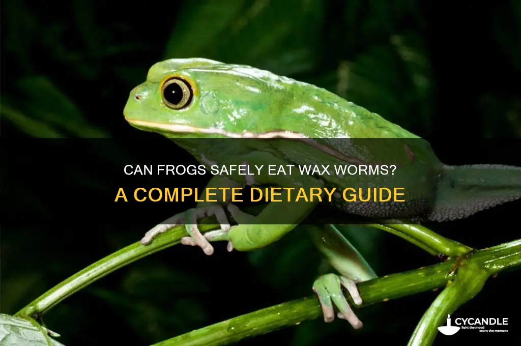 can frogs eat wax worms