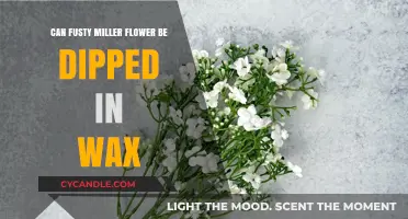 Preserving Fusty Miller Flowers: Wax Dipping Techniques and Tips