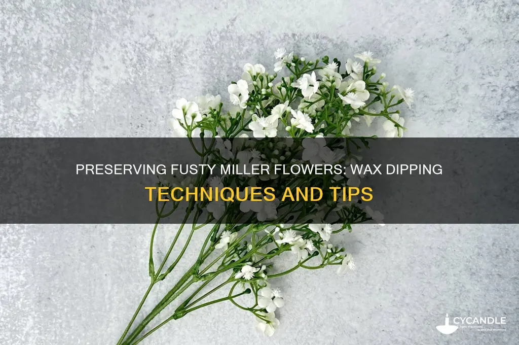 can fusty miller flower be dipped in wax