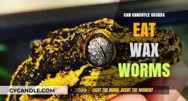 Can Gargoyle Geckos Eat Wax Worms? A Complete Guide