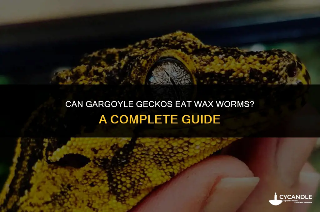 can gargoyle geckos eat wax worms