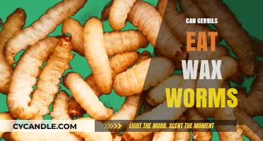 Can Gerbils Eat Wax Worms? A Safe Diet Guide