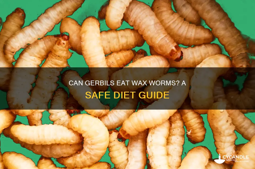 can gerbils eat wax worms