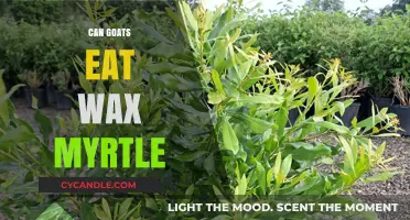 Can Goats Eat Wax Myrtle? A Safe Feeding Guide