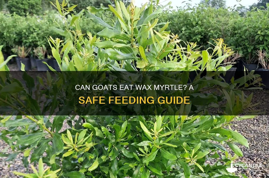 can goats eat wax myrtle